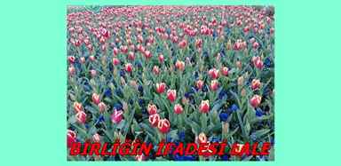 BAHARIN MÜJDECİSİ ÇİÇEKLER