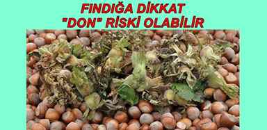 FINDIĞA DİKKAT